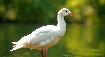 Die kulturelle Symbolik der Taube (3/10)